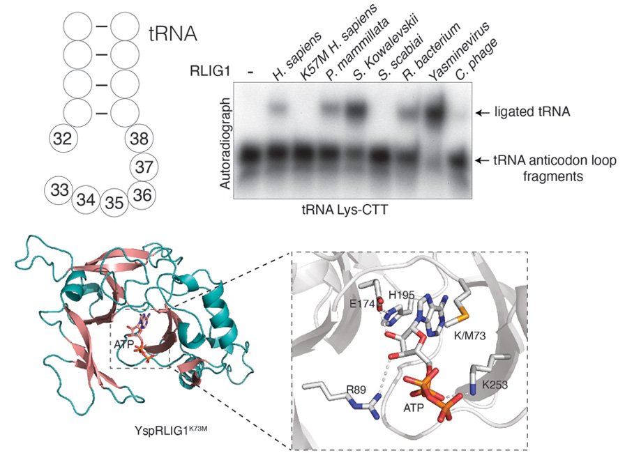 A graphical abstract of the publication Biochemical and structural insights into a 5’ to 3’ RNA ligase reveal a potential role in tRNA ligation