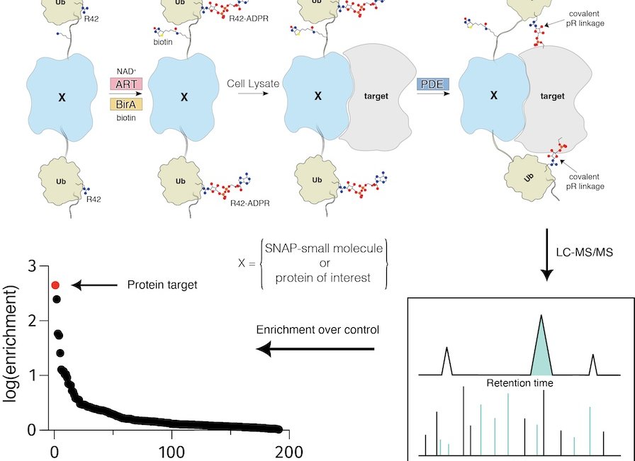 A graphical abstract of the publication Bacterial ubiquitin ligase engineered for small molecule and protein target identification