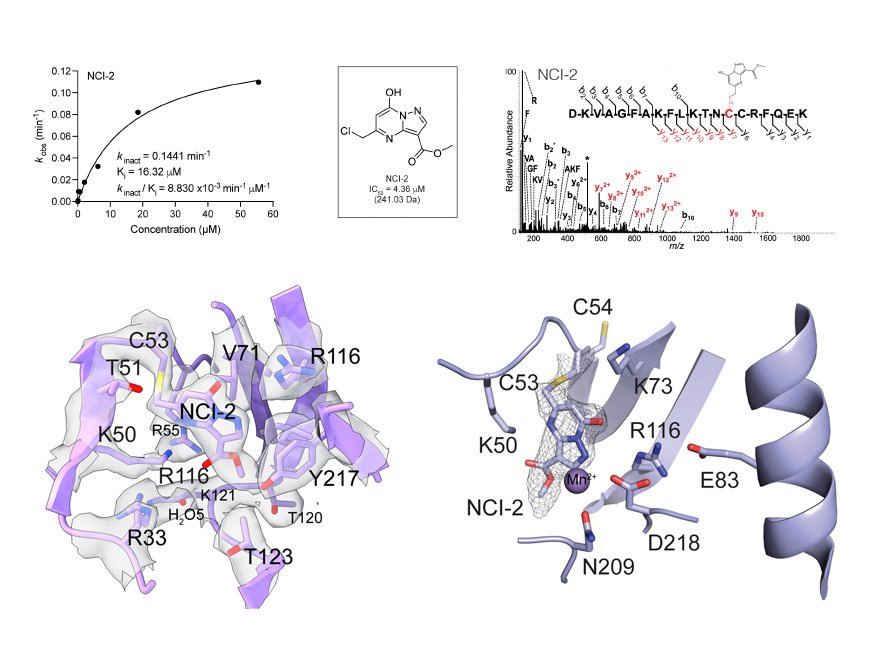 A graphical abstract of the publication Covalent inhibition of the SARS-CoV-2 NiRAN domain via an active-site cysteine