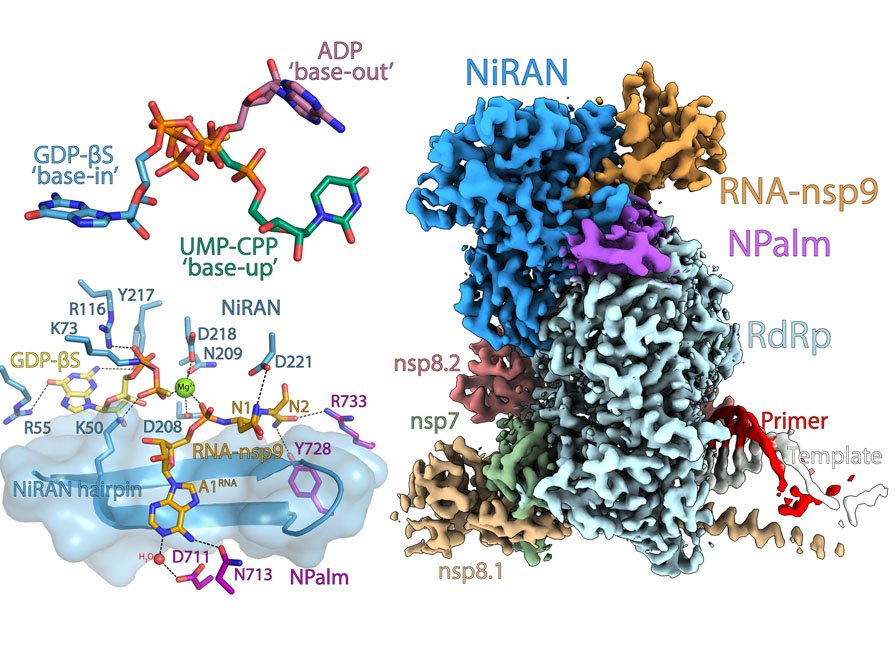 A graphical abstract of the publication A domain of all trades: The enzymatic versatility of the NiRAN domain