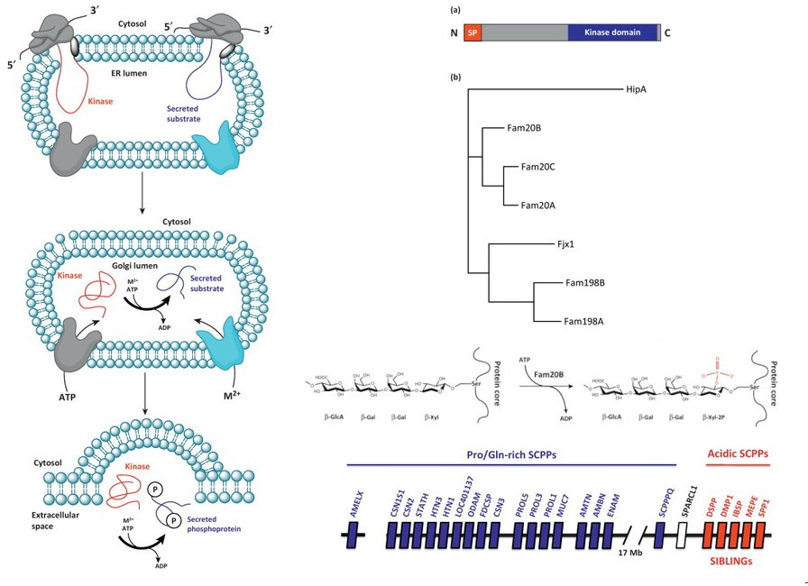 A graphical abstract of the publication Secreted protein kinases